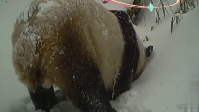 吨吨吨~把熊家喝困了是几个意思