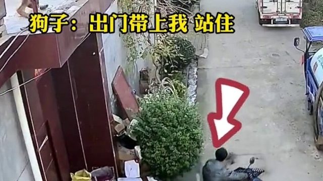狗狗看到主人出门想叫住他，结果一个不小心从房顶摔下...