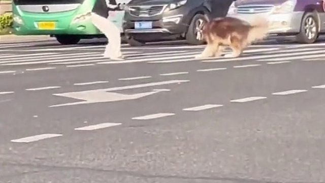 狗狗马路中间耍赖不肯走，狗主人无奈的选择返回