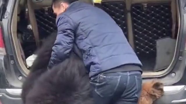 没点体力都养不了这只狗狗