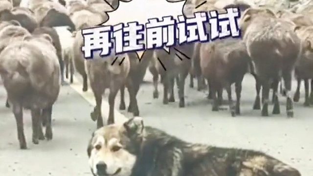 男子驾车偶遇霸气牧羊犬，依然挡在车前守护羊群