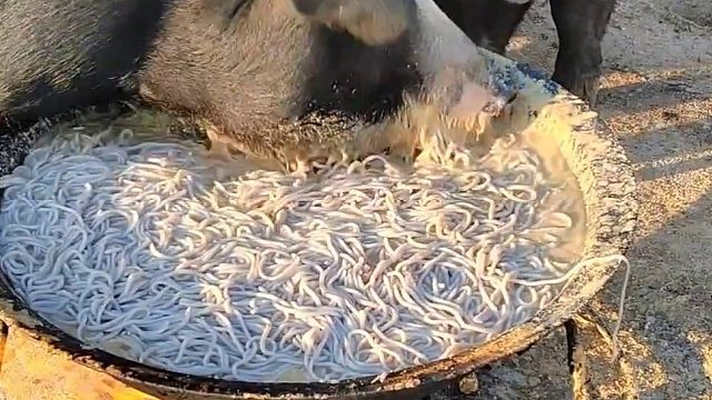 天冷啦 给二师兄改善伙食