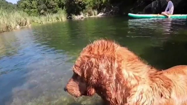 网友：它居然还会换气