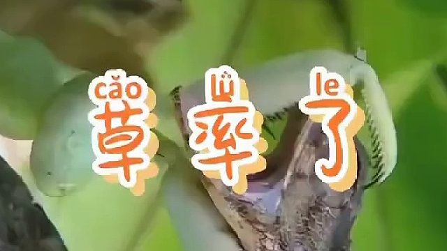 一直以为螳螂吃草了，没有想到这小东西这么恶霸呢!