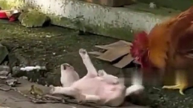 这小狗子揍得太惨了！