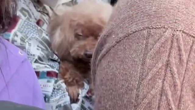 主人抱着狗狗看日出，真就困成狗了