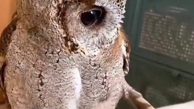 好呆萌的猫头鹰