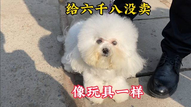 狗市遇到长得像玩具一样的比熊，小模样真漂亮，出6800愣是没买走