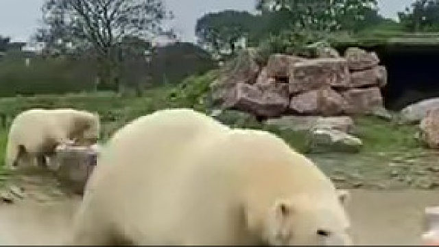 这智商可不是盖的！