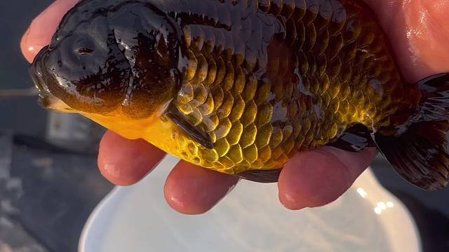 兰寿金鱼 包金黑