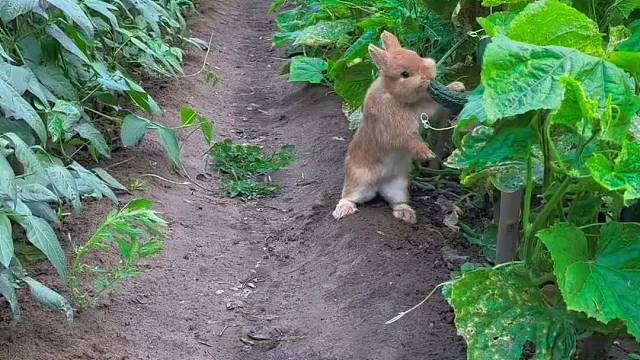 小兔子在菜园里偷吃黄瓜
