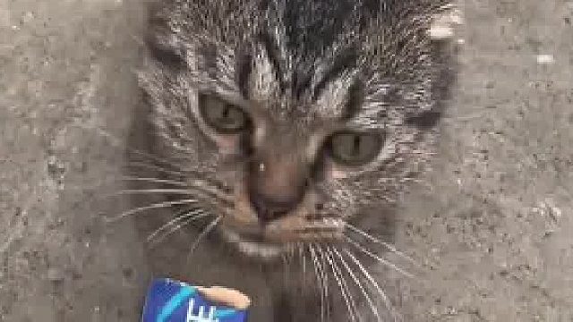 男子偷偷喂楼下流浪猫，不料被家中猫咪逮个正着，猫咪：你让我觉得恶心