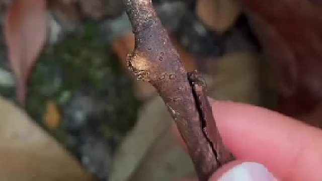 竹节虫有多么善于伪装？即便你把它拿在手里，也很难意识到这并不是一节树枝……