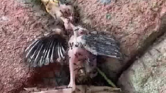 可怜的小雏鸟从树上掉下来死掉了成了蚂蚁的食物