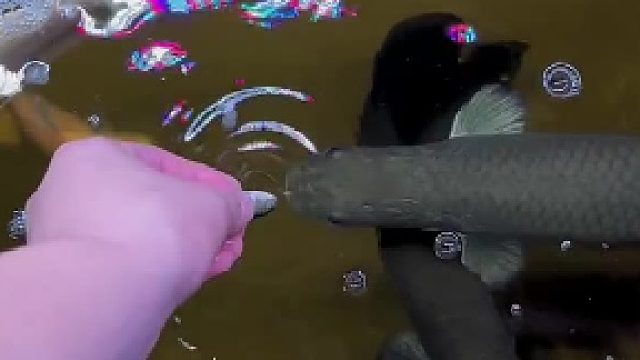 主打就是喜欢吃巨骨苗