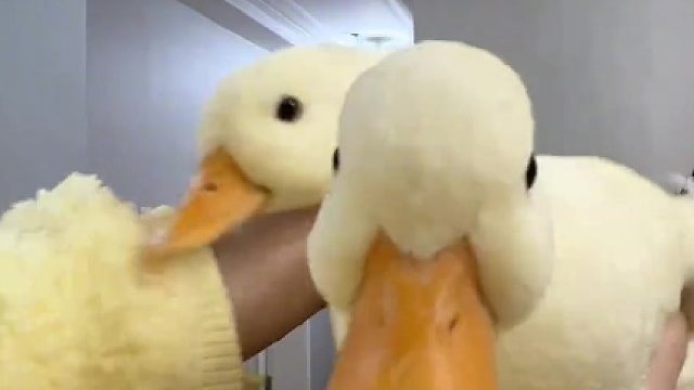 鸭：有你是我的晦气