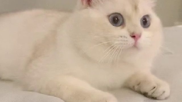 每天都是猫狗双全的快乐