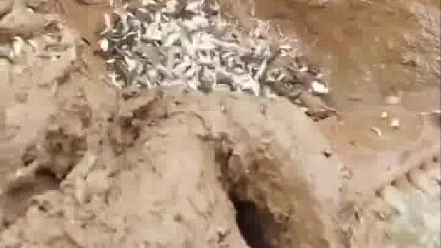 守坑待鱼 又学会了 一种 手艺