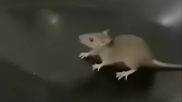 鼠道炒菜难，上青天难