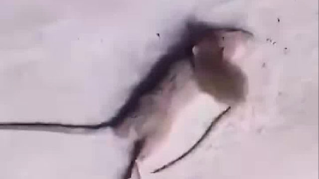 鼠妈妈为了生存寻找食物被打si了，小老鼠迟迟不肯离去