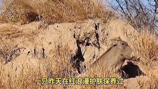 打工豹被气郁闷的一天