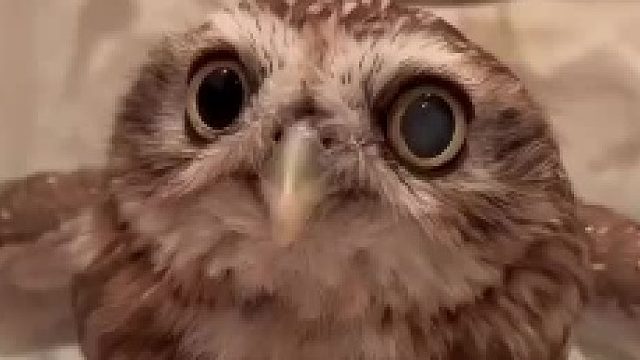 猫头鹰宝宝洗澡
