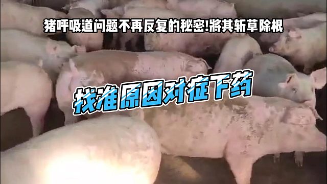 猪场呼吸道问题不再反复的秘密！找准原因对症下药 猪场呼吸道问题应该怎么将其斩草除根？#猪病防控
