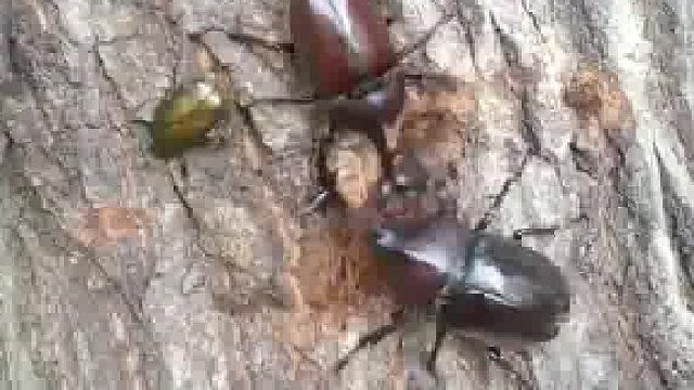 两只独角仙抢地盘，一只直接被另一只干翻……