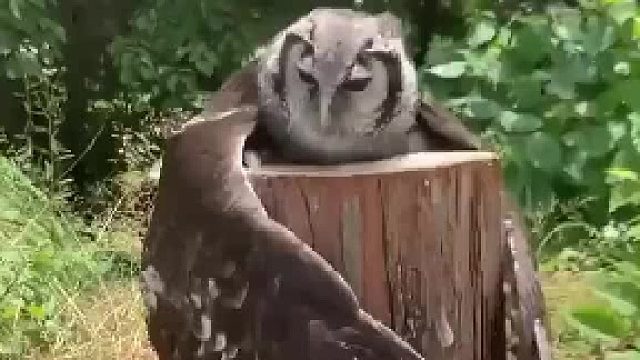 只是一只猫头鹰抱着一根木头，沿着什么也看不到