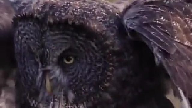 狩猎的猫头鹰抓住了一只田鼠然后吞了下去