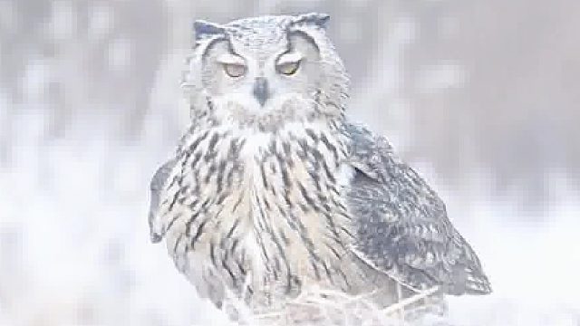 糟了，我被一只猫头鹰圈粉了