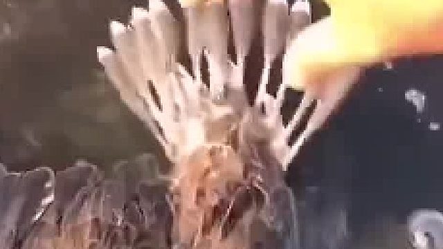 暖心！这只猛禽坠海遇险后，主动游向岸边求助人类