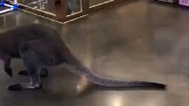 干脆面：为什么我没有这种操作？！！