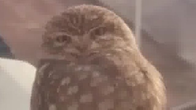 网友拍下窗外小猫头鹰，猫头鹰：你有事儿？在看～再看～再看小心咬你