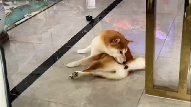 请尊重一下我的榴莲好吗