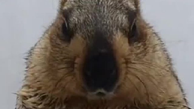 土拨鼠洗澡的时候可乖可乖了