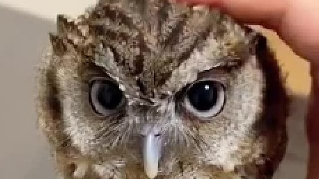 猫头鹰宝宝好萌，好像一个球啊