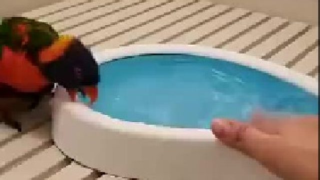 鹦鹉界的哈士奇，翩翩起舞好欢快！