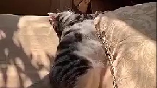 有的人努力工作！终于 让猫过上了自己想要的生活