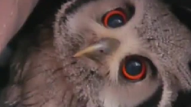 这只猫头鹰宝宝