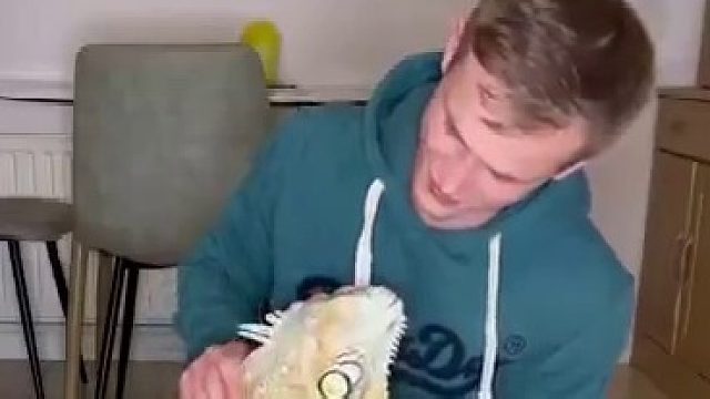 鬣蜥当宠物比猫狗好多了，比如它不掉毛