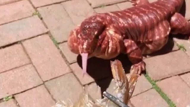 原来还有红色的蜥蜴~加州一位网友养的“红泰加巨蜥”，你觉得可爱还是可怕呢？