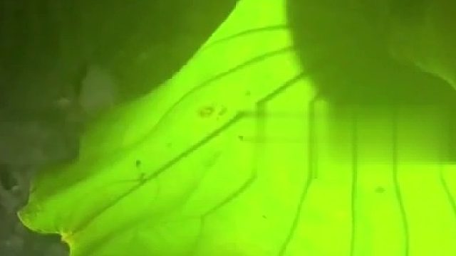 大学生晒出校园视频，称路灯全是绿色的，远看像一个个发光蘑菇，非常抢眼氛围感十足