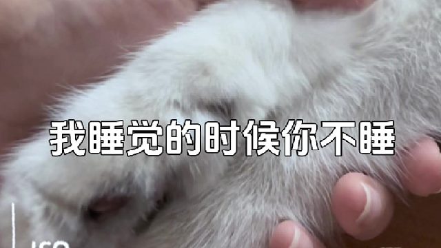 我睡觉的时候你不睡  现在到你睡觉了 也别想睡好！！#萌宠出道计划#猫咪#可爱萌宠