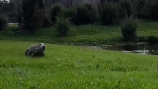 打野中鱼发现竟然是只鳄鱼宝宝，赶紧放生谁知鳄鱼妈妈竟上门讨理，不料大爷两招搞定