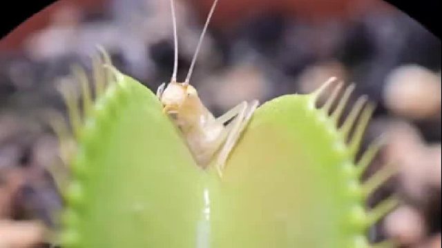 捕蝇草分泌甜蜜的汁液诱捕昆虫