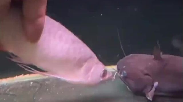 生吞啊！也不怕肚子撑爆。