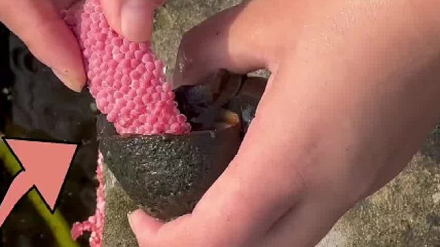 田螺：戆！福寿螺拉的卵关我田螺啥事！