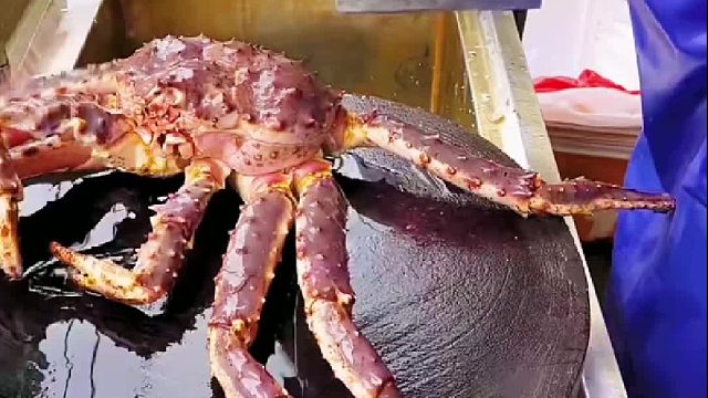 为什么把腿砍掉之后它就不跑了？？？