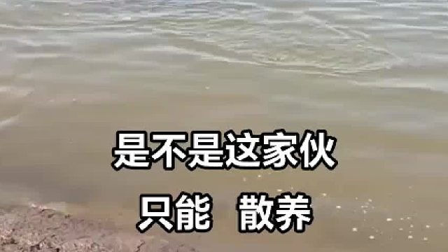 这玩意咋和水中哈士奇似的，怪不得少